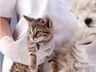 Município realiza mutirão de castração de animais em Agosto