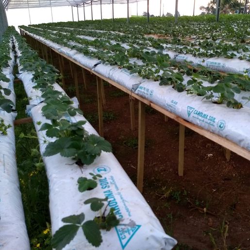 Produtor de morango se prepara para a primeira safra