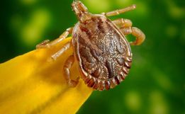 SC confirma 18 casos de febre maculosa em 2023