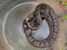 Cobra é encontrada viva dentro de couve-flor em Santa Catarina