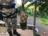 Polícia Militar Ambiental realiza captura de animais silvestres e devolução a natureza