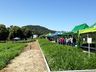 Cooperalfa promove campo tecnológico de pastagens de verão em SJCedro