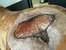 Curso de Medicina Veterinária da Uceff inova no implante de pele de Tilápia em Equino