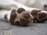 Polícia Civil vai investigar morte de cachorro em “hotel para cães” de SMO