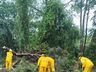 Queda de árvores bloqueia parcialmente BR-282 entre Maravilha e Iraceminha