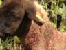 Cães matam ovelhas em propriedade de Guarujá do Sul