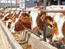 Agricultura avalia expor animais durante a ExpoAnchieta em 2023