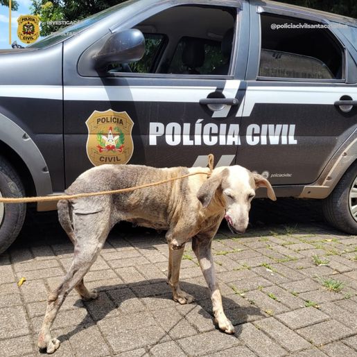 Polícia resgata cadela em situação precária e apreende armas em Mondaí