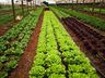 Importância da Horticultura é tema do Programa Conectando ao Agro