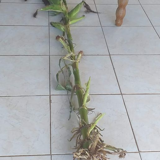 Agricultor de Iporã do Oeste encontra pé de milho com 10 espigas