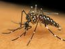  Mondai terá ações de combate à dengue neste sábado 