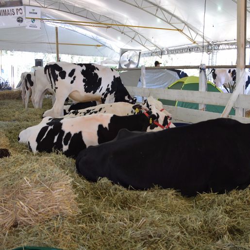 Espaços para exposição de animais na Mercoleite estão quase todos vendidos
