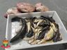 PMA flagra pesca ilegal no Rio Peperi-Guaçu em Santa Helena