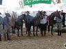Cavalos crioulos de Itapiranga são avaliados na 11ª Efrait