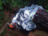 Homem morre ao ser atingido por árvore durante trabalho