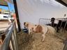 Mais de 100 expositores movimentam a Expo Campo Erê 2025