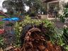 Idosa morre atingida por araucária em Chapecó