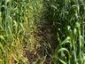 Epagri realiza Dia de Campo para apresentação da cultura de inverno