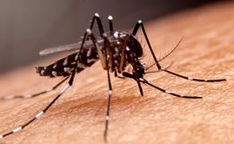 Brasil chega a 21 mortes por dengue em 2025, aponta Ministério da Saúde