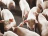 SC exporta 72,8 mil toneladas de carne suína e alcança patamar recorde