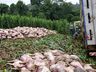 VÍDEO: Caminhão carregado com suínos tomba no interior de Iporã do Oeste