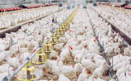 SC investiga caso de gripe aviária em granja comercial e proíbe entrada de aves e ovos do RS