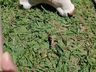 Bezerra com duas cabeças nasce em propriedade rural de Belmonte