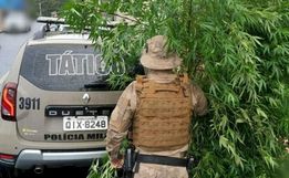 Polícia apreende pés de maconha com 2 metros de altura em SC