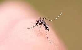 SC registra mais de 62 mil focos do mosquito Aedes aegypti e reforça ações contra a dengue