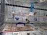 Associação dos Criadores de Aves de Iporã do Oeste realiza 1ª copa de ornitologia