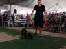Desfile de cães tem presença de 20 animais na Efrait 2024
