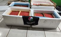 PM apreende carga de ova de salmão contrabandeada entre Campo Erê e Palma Sola