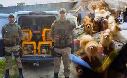 Polícia Militar fecha cativeiro de cães em situação de maus-tratos em SC