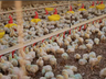 SC bate recorde de exportação de carnes e atinge 21% da produção nacional em 2023