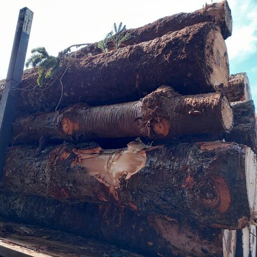 Polícia Militar Ambiental apreende madeira de espécie ameaçada de extinção