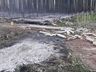 Fogo consome um hectare de reflorestamento em Itapiranga  