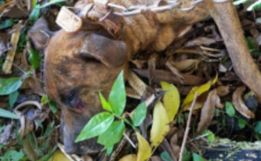 Homem é preso após matar cachorro a marretadas por recompensa de R$ 10