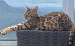 Confundida com jaguatirica, gata é solta em mata de Belo Horizonte