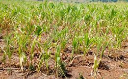 Fetraf e Fetaesc cobram mais recursos do Estado para atingidos pela seca