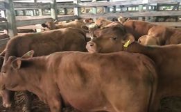 Leilão no Extremo Oeste deve comercializar 450 animais entre reprodutores e gado geral