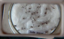 Saúde confirma os dois primeiros casos de Zika vírus de 2022