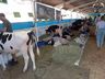 Segundo dia de Itaipu Rural Show reúne palestras e networking em Pinhalzinho 