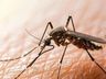 Santa Catarina registra mais de 366 mil casos prováveis de dengue