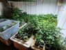 PM encontra estufa com mais de 400 pés de maconha dentro de casa 