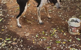 Homem é condenado em Palmitos por maus-tratos a cachorro que morreu 