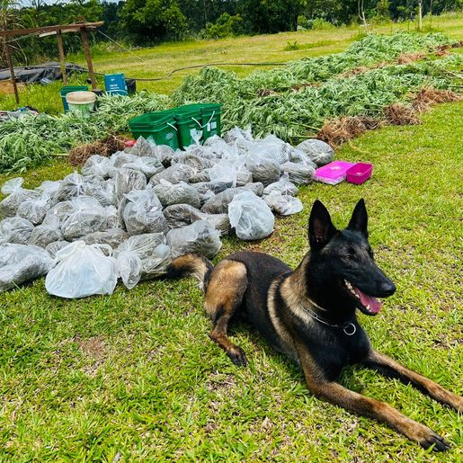 Operação prende três por tráfico de drogas em Itapiranga e São João do Oeste