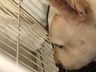 Cão da raça Pitbull é atacado por cobra no interior de SMOeste