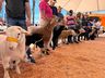 ExpoCedro 2025: apresentação de raças de ovinos e caprinos destaca excelência genética