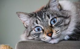 Homem que dava bebida alcoólica para gato em SC é condenado