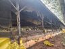Raio causa incêndio em granja de suínos no interior de Itapiranga